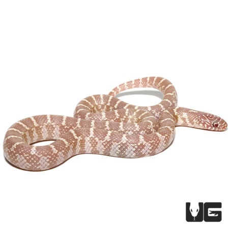 Baby Anery Snow Brooks Kingsnakes For Sale - Underground Reptiles