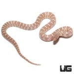 Baby Anery Snow Brooks Kingsnakes For Sale - Underground Reptiles