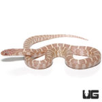 Baby Anery Snow Brooks Kingsnakes For Sale - Underground Reptiles