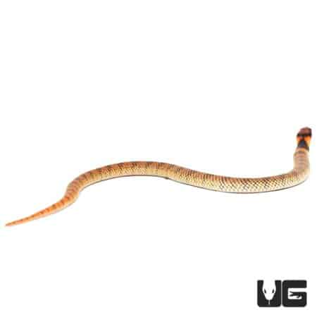 Baby Angolan Coral Cobras For Sale - Underground Reptiles