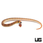 Baby Angolan Coral Cobras For Sale - Underground Reptiles