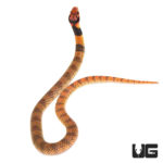 Baby Angolan Coral Cobras For Sale - Underground Reptiles