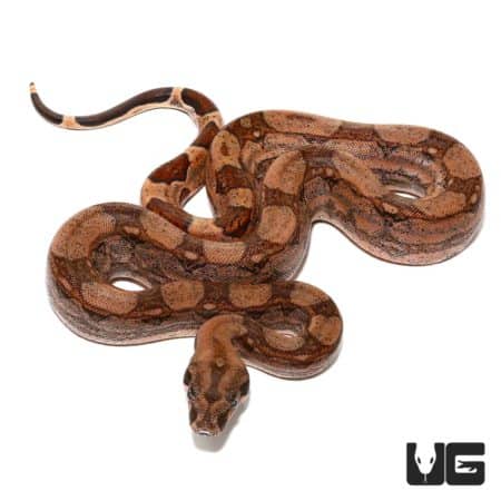 Baby Arabesque Redtail Boas For Sale - Underground Reptiles