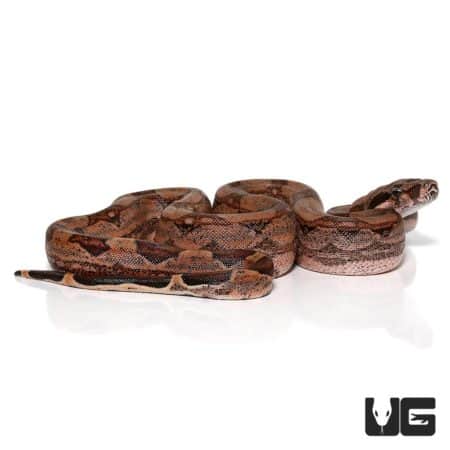 Baby Arabesque Redtail Boas For Sale - Underground Reptiles