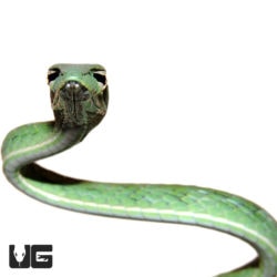 Baby Asian Vine Snakes For Sale - Underground Reptiles