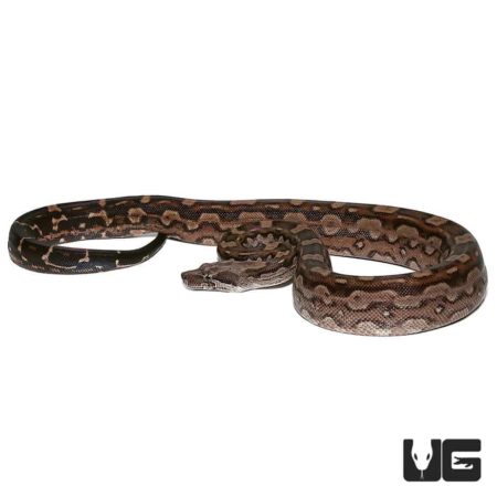 Baby Aztec Motley Boas For Sale - Underground Reptiles