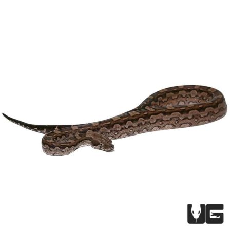 Baby Aztec Motley Boas For Sale - Underground Reptiles