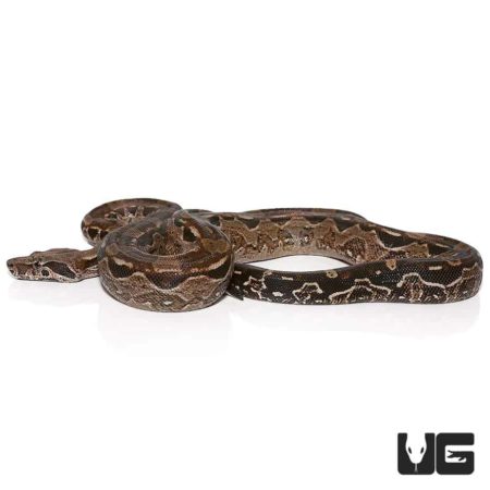 Baby Aztec Raptor Boas For Sale - Underground Reptiles