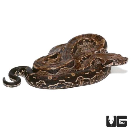 Baby Aztec Raptor Boas For Sale - Underground Reptiles