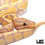 Baby Banana Enchi Hypo Ball Pythons For Sale - Underground Reptiles