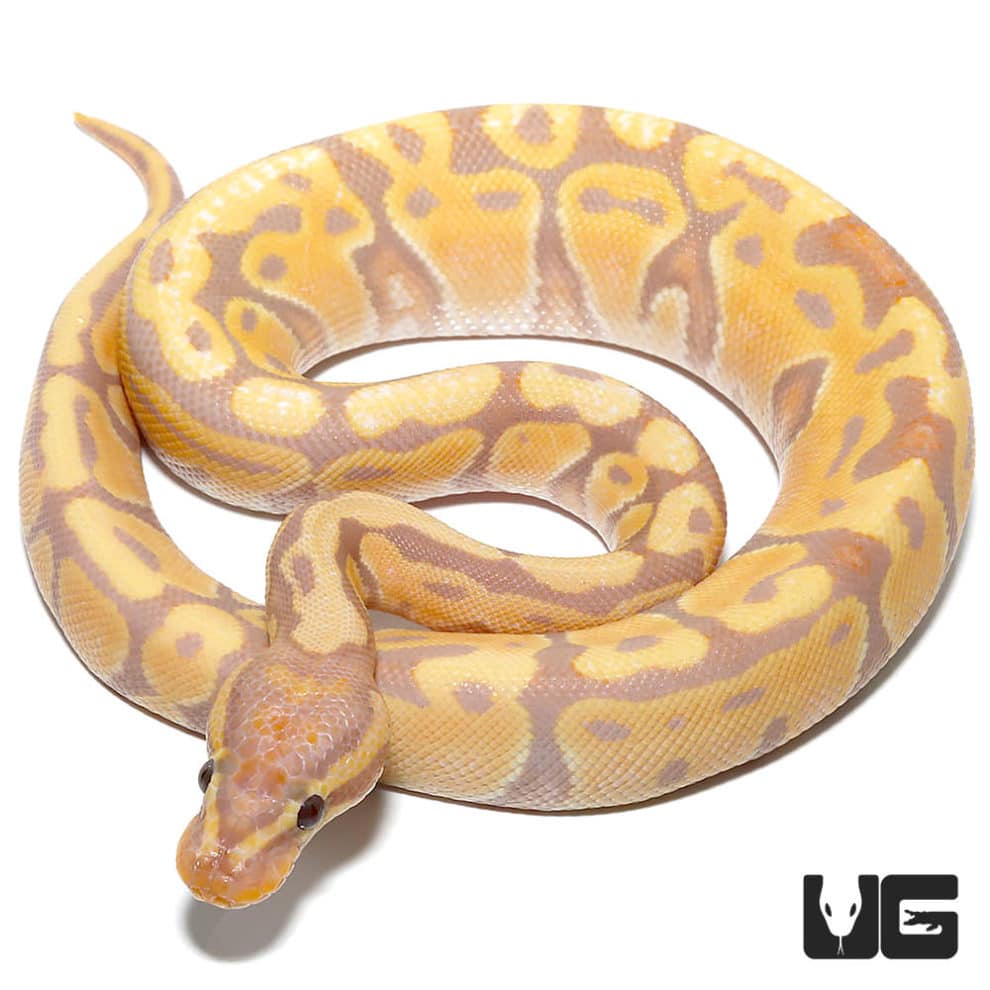 Baby Banana Enchi Hypo Ball Python For Sale Underground Reptiles
