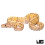 Baby Banana Enchi Hypo Ball Pythons For Sale - Underground Reptiles