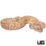 Baby Banana Leopard Pastel Yellowbelly Ball Pythons For Sale - Underground Reptiles