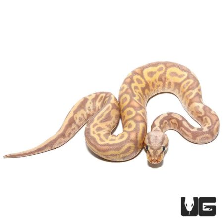 Baby Banana Leopard Pastel Yellowbelly Ball Pythons For Sale - Underground Reptiles