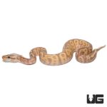 Baby Banana Leopard Pastel Yellowbelly Ball Pythons For Sale - Underground Reptiles