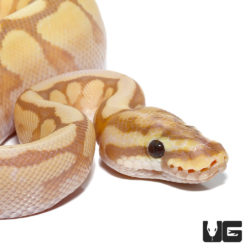 Baby Banana Spider Mystic Ball Pythons For Sale - Underground Reptiles