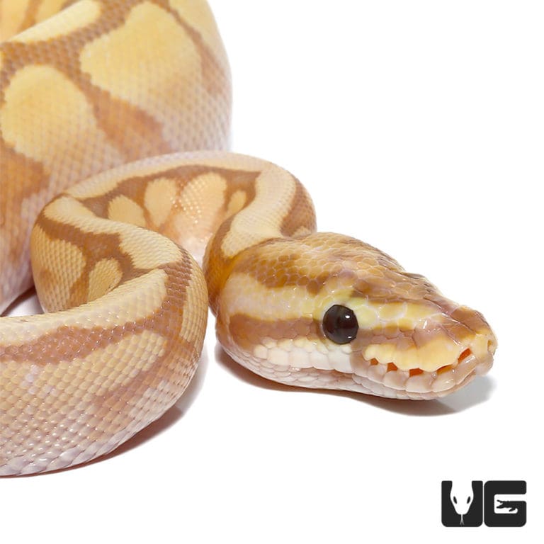 Baby Banana Spider Mystic Ball Python For Sale - Underground Reptiles