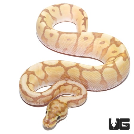 Baby Banana Spider Mystic Ball Pythons For Sale - Underground Reptiles