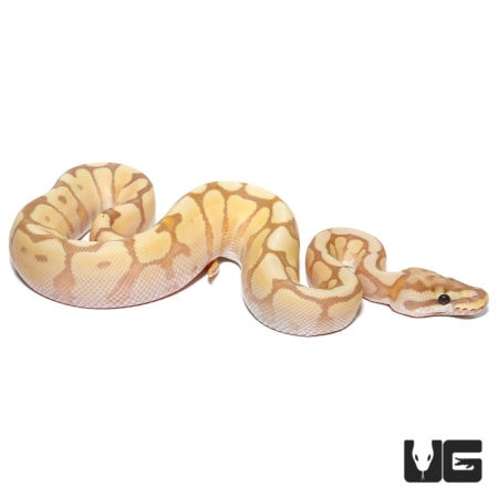 Baby Banana Spider Mystic Ball Pythons For Sale - Underground Reptiles