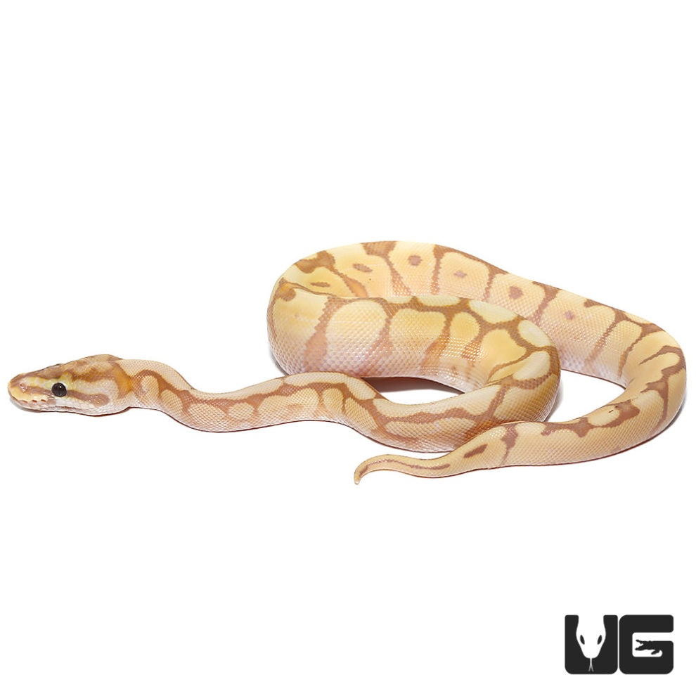 Baby Banana Spider Mystic Ball Python For Sale Underground Reptiles