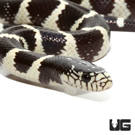 Baby Banded California Kingsnakes For Sale - Underground Reptiles