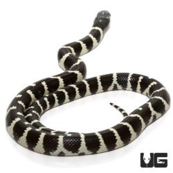 Baby Banded California Kingsnakes For Sale - Underground Reptiles