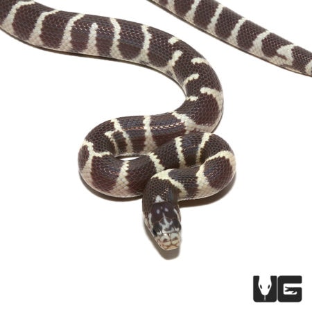 Baby Banded Hypo Het Lavender California Kingsnakes For Sale - Underground Reptiles