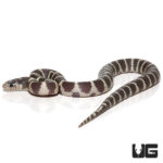 Baby Banded Hypo Het Lavender California Kingsnakes For Sale - Underground Reptiles