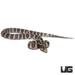 Baby Banded Hypo Het Lavender California Kingsnakes For Sale - Underground Reptiles
