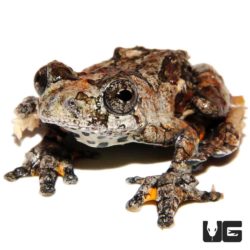 Baby C.B. Bird Poop Tree Frogs For Sale - Underground Reptiles
