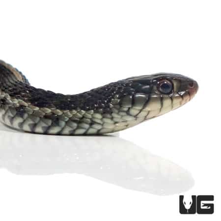Baby Black-Necked Gartersnakes (Thamnophis cyrtopsis) For Sale - Underground Reptiles