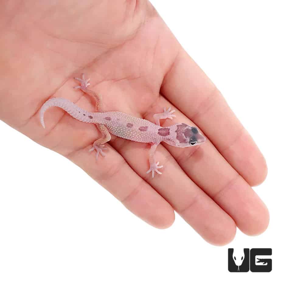Leopard Geckos For Sale - Underground Reptiles