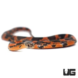 Baby Blotched Kingsnakes For Sale - Underground Reptiles
