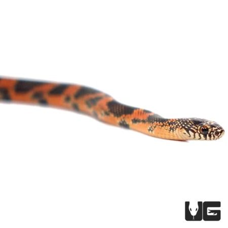 Baby Blotched Kingsnakes For Sale - Underground Reptiles