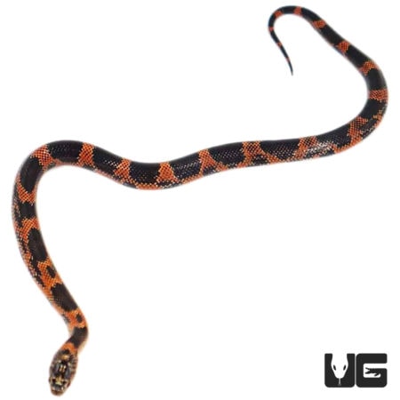 Baby Blotched Kingsnakes For Sale - Underground Reptiles