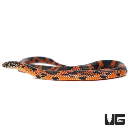 Baby Blotched Kingsnakes For Sale - Underground Reptiles