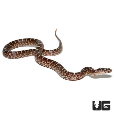 Baby Bone White Hypo Brooks Kingsnakes For Sale - Underground Reptiles