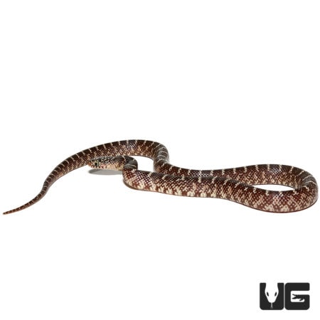 Baby Bone White Hypo Brooks Kingsnakes For Sale - Underground Reptiles