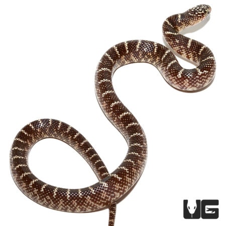 Baby Bone White Hypo Brooks Kingsnakes For Sale - Underground Reptiles