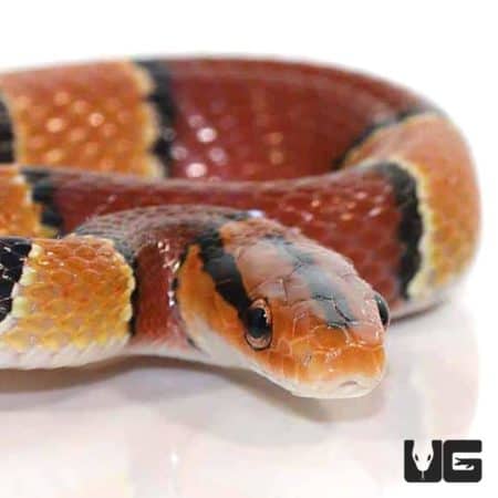 Baby Broad Banded Mountain Ratsnakes For Sale - Underground Reptiles