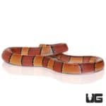 Baby Broad Banded Mountain Ratsnakes For Sale - Underground Reptiles