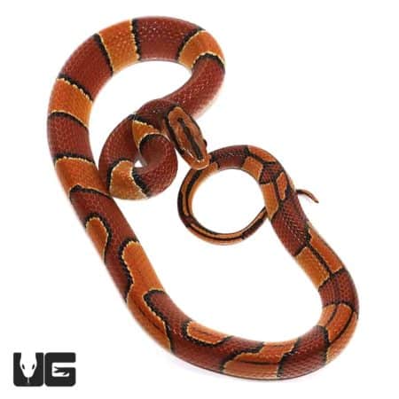 Baby Broad Banded Mountain Ratsnakes For Sale - Underground Reptiles