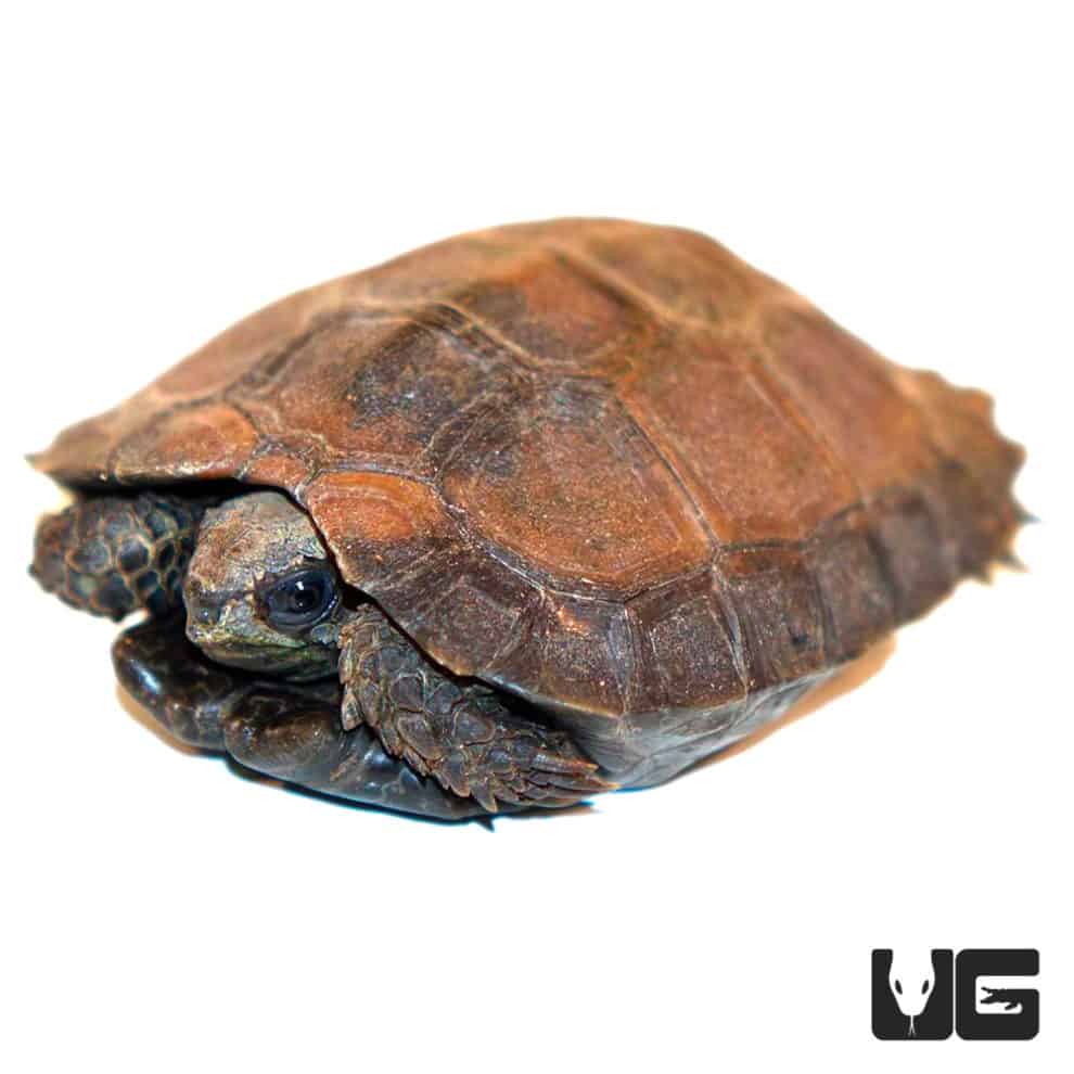 Baby Burmese Black Mountain Tortoise - Underground Reptiles