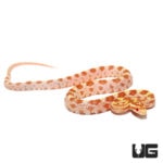 Baby Butter Cornsnakes For Sale - Underground Reptiles