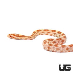 Baby Butter Cornsnakes For Sale - Underground Reptiles