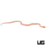 Baby Candy Cane Albino Cornsnakes (Pantherophis guttatus) For Sale 