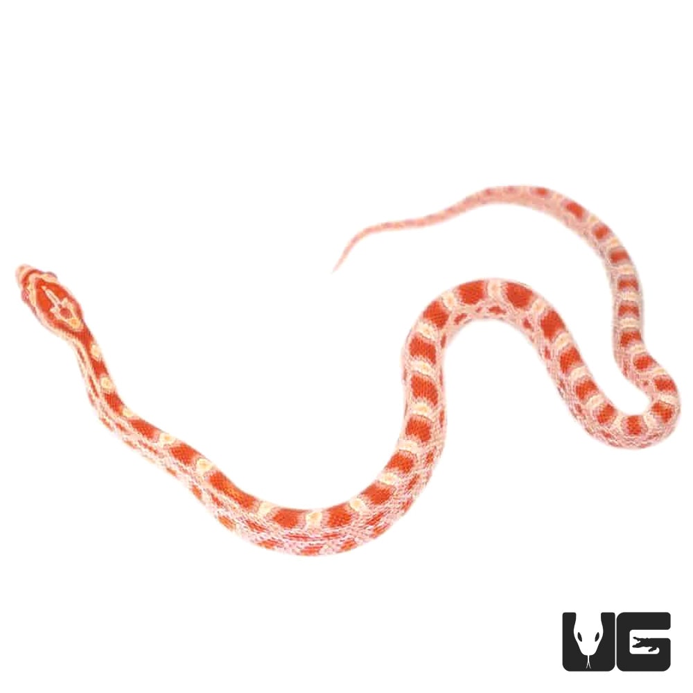 Baby Candy Cane Albino Cornsnakes (Pantherophis guttatus) For Sale 