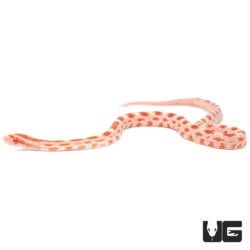 Baby Candy Cane Albino Cornsnakes For Sale - Underground Reptiles