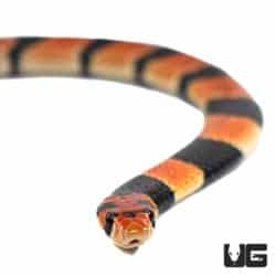 Baby Cape Coral Cobras For Sale - Underground Reptiles