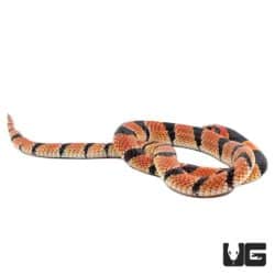 Baby Cape Coral Cobras For Sale - Underground Reptiles